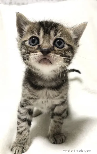 ID：2102-01713の子猫