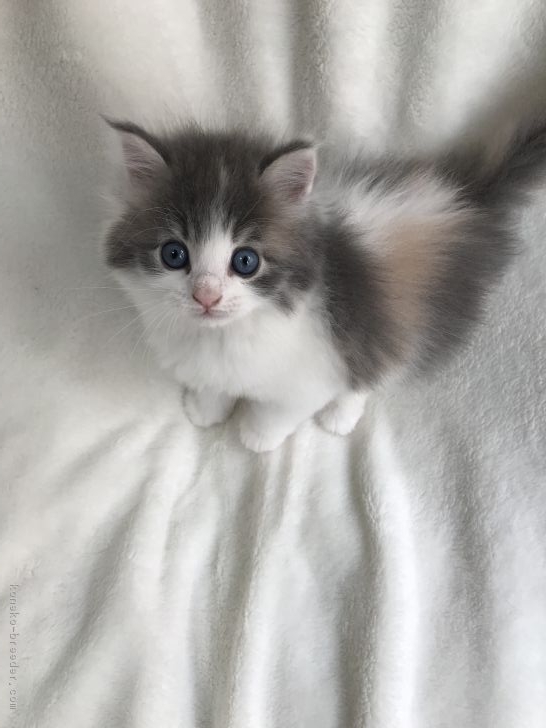 りょうちゃん様予約 絵画「猫の背中にヘンゼルとグレーテル」「ラガマフィンと文鳥」 りょうちゃん様予約 絵画「猫の背中にヘンゼルとグレーテル