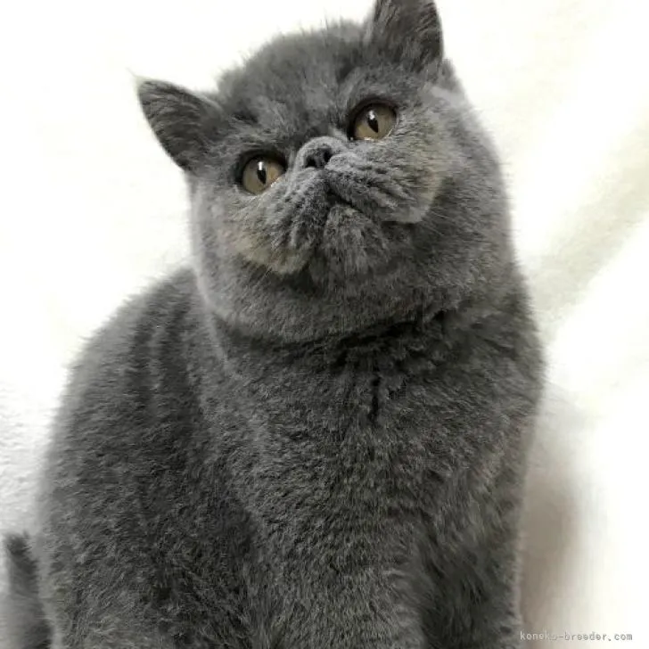 ID：2208-00524の子猫