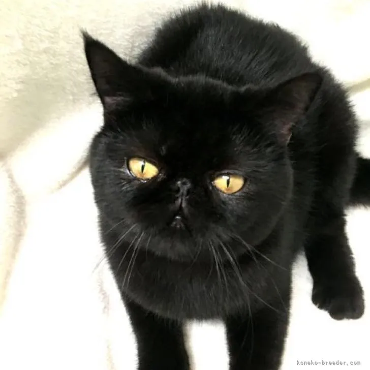 ID：2203-00372の子猫