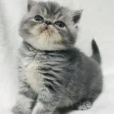 エキゾチックショートヘア【北海道・女の子・2023年5月8日・シルバータビー𖥧 𖧧】の写真1