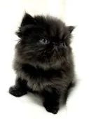 エキゾチックロングヘア【北海道・男の子・2022年4月29日・ブラックスモーク🐾】の写真1