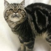 エキゾチックショートヘア