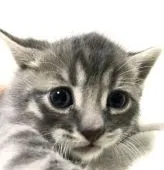 エキゾチックショートヘア✖️ベンガル【北海道・男の子・2022年2月13日・シルバースポテッドタビー】の写真1