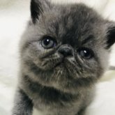 エキゾチックショートヘア