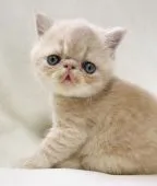 エキゾチックショートヘア【北海道・男の子・2021年3月28日・クリームタビー】の写真1