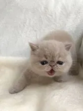 エキゾチックショートヘア【北海道・男の子・2019年8月30日・クリーム】の写真2