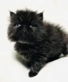 エキゾチックショートヘア【北海道・男の子・2023年5月8日・ブラックスモーク】の写真2