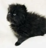 エキゾチックショートヘア【北海道・男の子・2023年5月8日・ブラックスモーク】の写真3