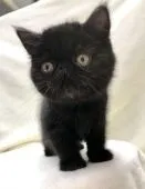 エキゾチックショートヘア【北海道・男の子・2020年1月6日・ブラック🐾】の写真4