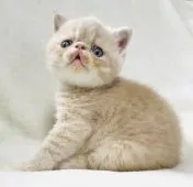 エキゾチックショートヘア【北海道・男の子・2021年3月28日・クリームタビー】の写真4