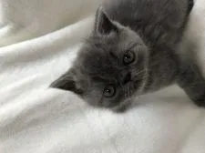 エキゾチックショートヘア【北海道・男の子・2018年3月26日・ブルー】の写真4