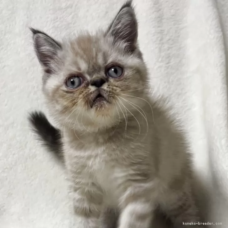 ID：2508-01126の子猫