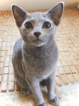 神奈川】星野 里生(ほしの りお)ブリーダー｜みんなの子猫ブリーダー