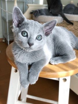 ロシアンブルー ロシアンブルーの子猫を探す｜ブリーダー直販の子猫販売