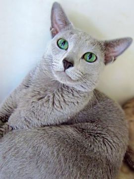 神奈川】星野 里生(ほしの りお)ブリーダー｜みんなの子猫ブリーダー