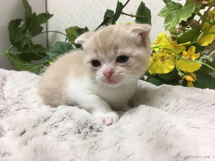 ID:1712-00636の子猫