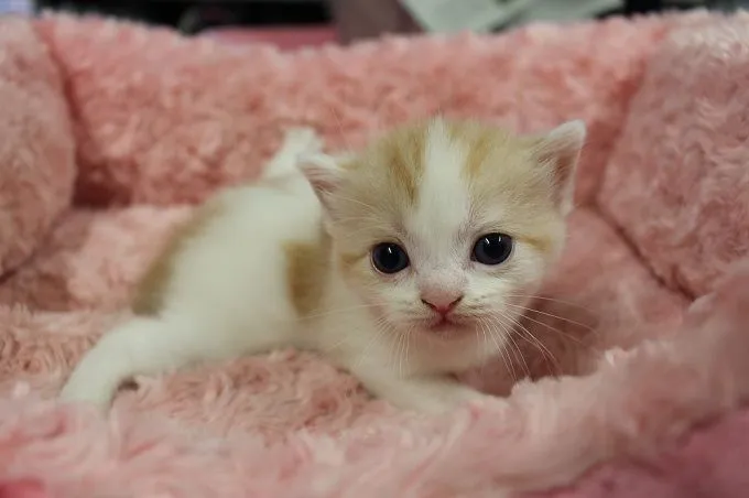 ID：1506-00059の子猫