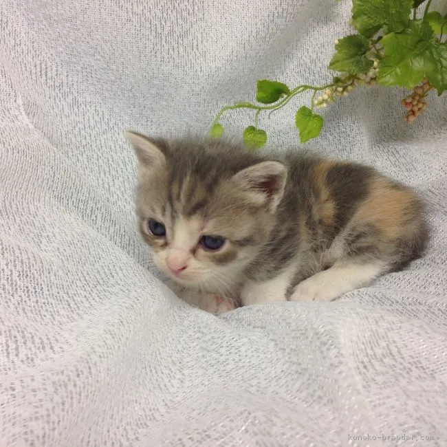 ID：1605-00445の子猫