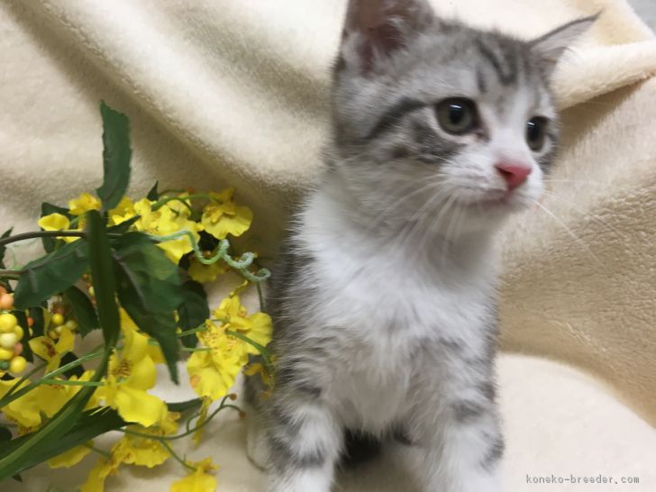 ID:1707-00303の子猫