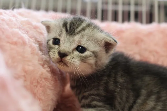 ID:1505-00418の子猫