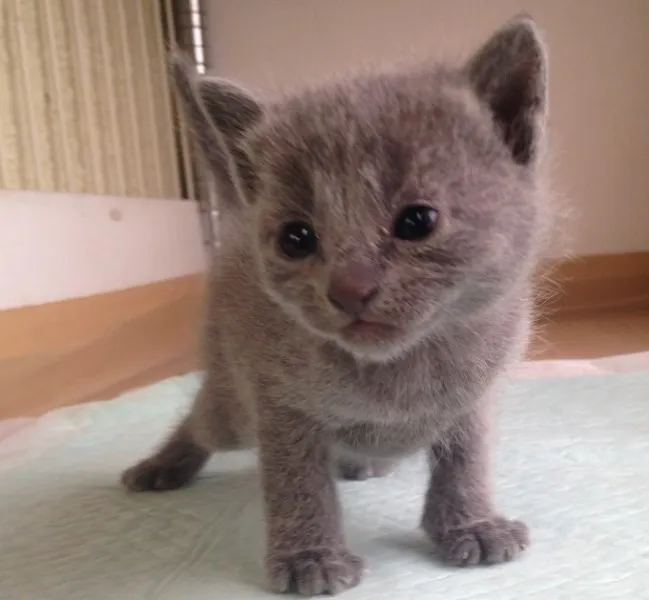 ID:1404-00156の子猫