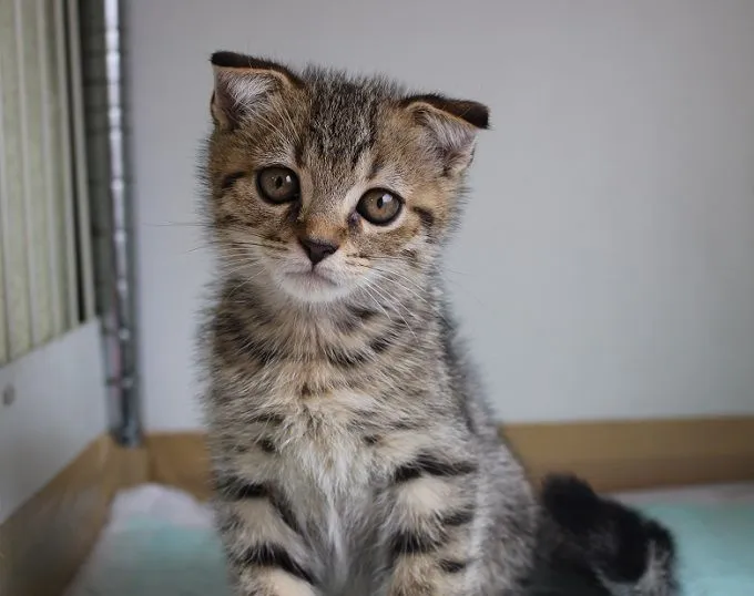 ID：1408-00101の子猫