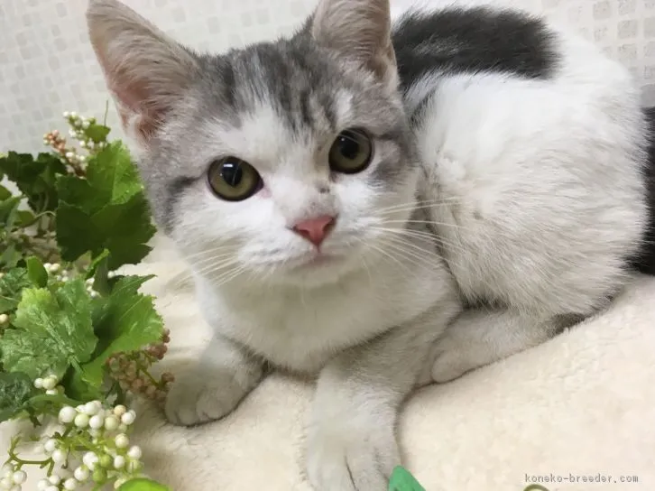 ID:1608-00558の子猫