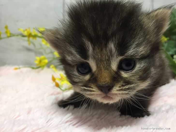 ぐろ 様のお迎えした子猫