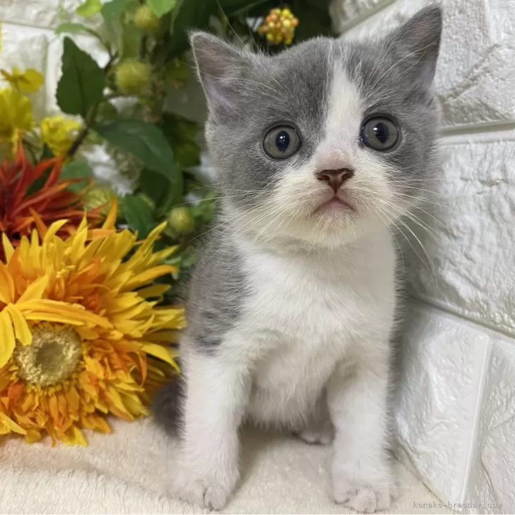 ID:2409-02962の子猫