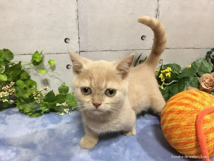 ID：2005-01996の子猫