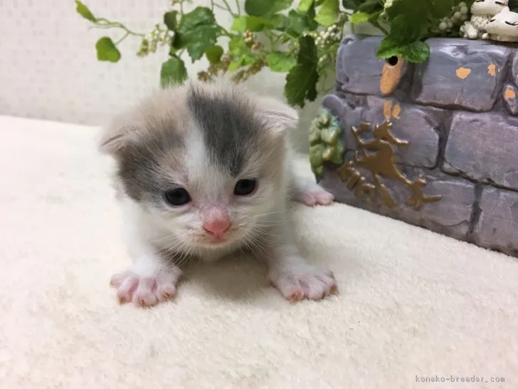 ID：1711-01213の子猫