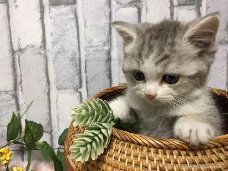 ID:1912-01087の子猫