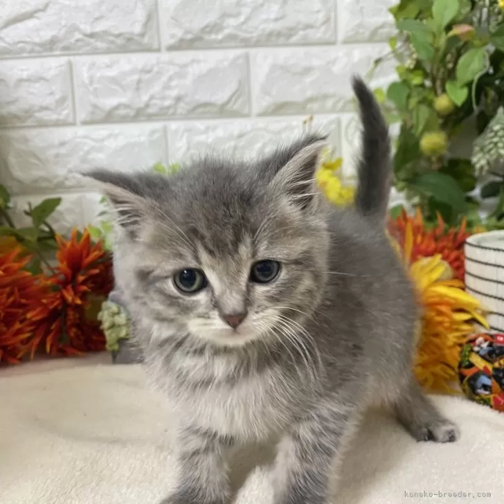 ID:2411-02122の子猫