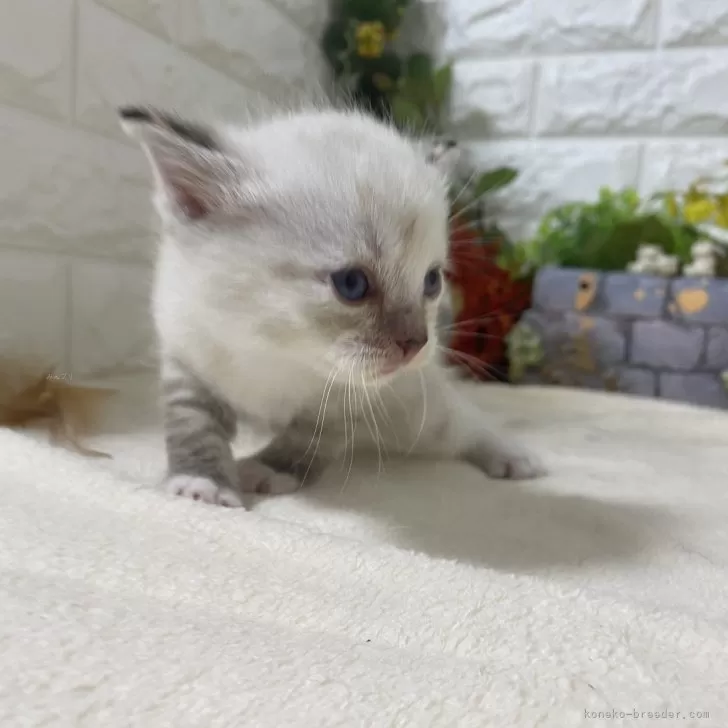 ID：2409-01203の子猫