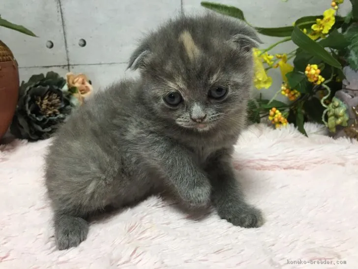 ID：2005-00427の子猫