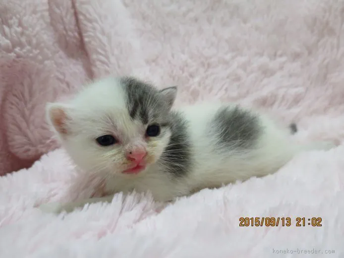 ID:1509-00299の子猫
