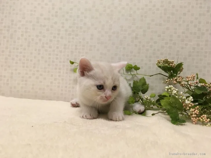 ID:1707-00305の子猫