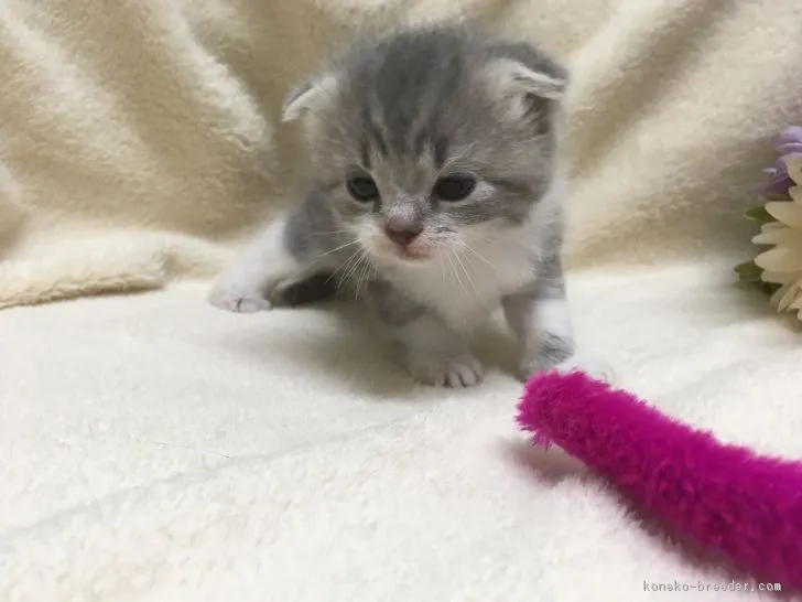 ID：1709-00508の子猫