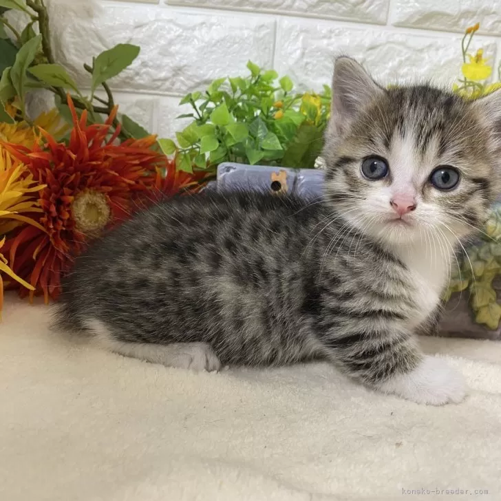 ID:2410-02386の子猫