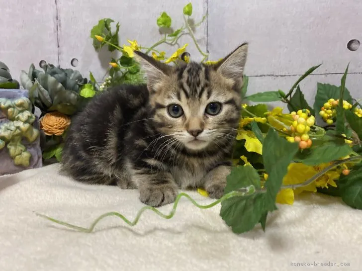 ID：2011-01165の子猫