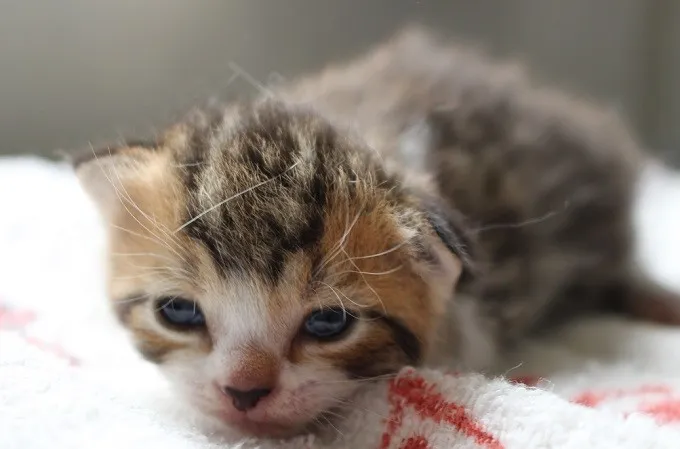 ID:1406-00220の子猫