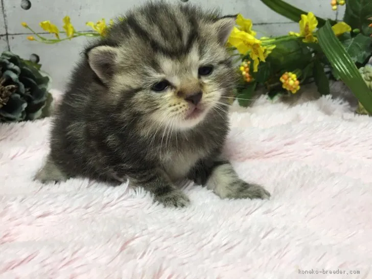 ぐろ 様のお迎えした子猫