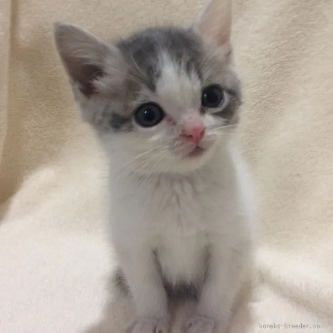 たまこ 様のお迎えした子猫