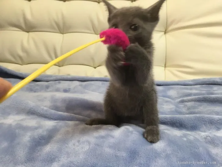 でぶひめこ 様のお迎えした子猫