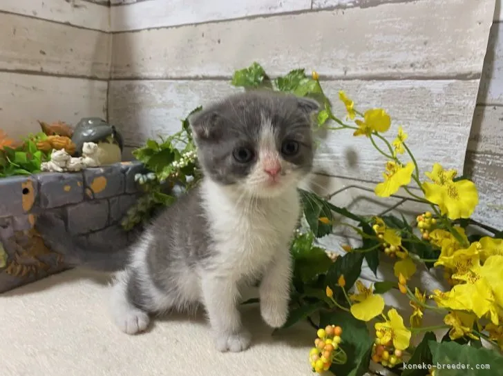ID:2108-00914の子猫