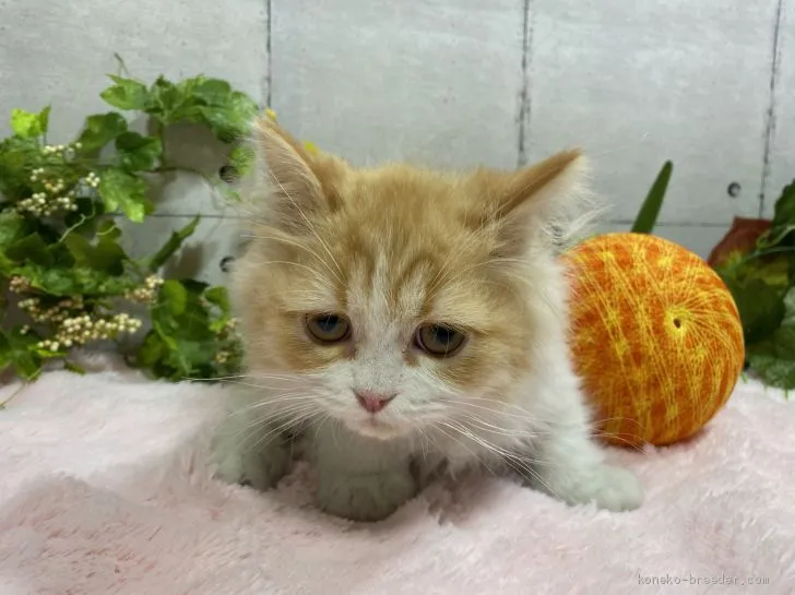 ID:2011-01177の子猫