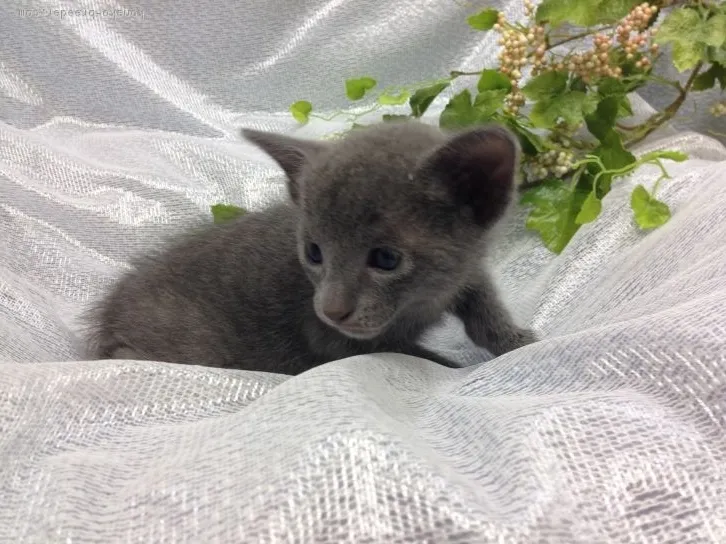 セシズ 様のお迎えした子猫