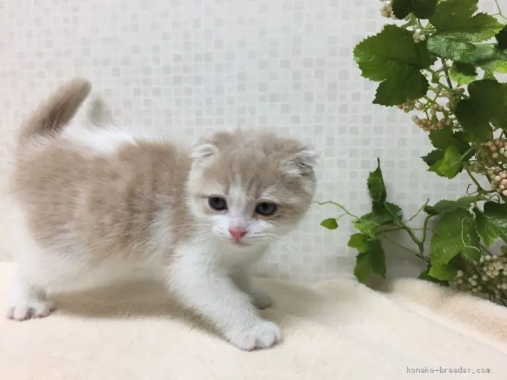 ID：1903-01289の子猫