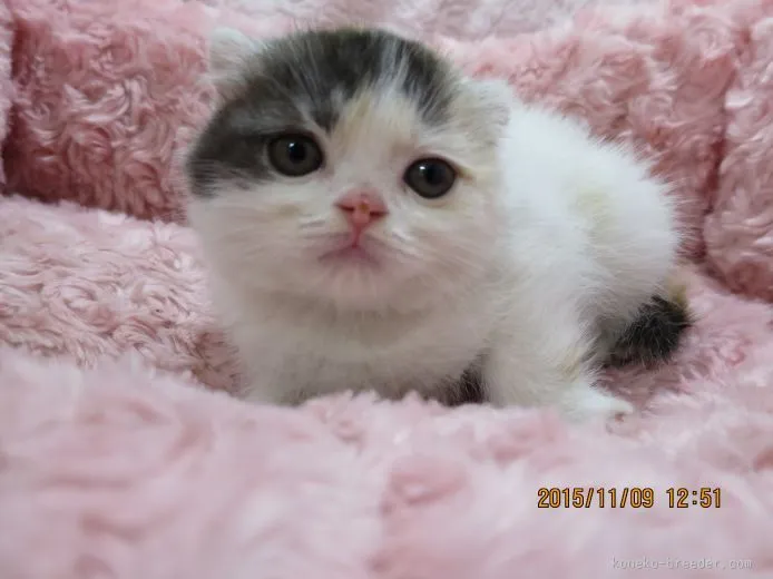 ID:1510-00291の子猫